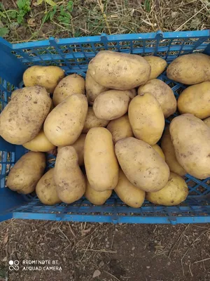 Продаётся отборные картошки из сорта желе.: 25 KGS ➤ Картошка | Бишкек |  94721350 ᐈ lalafo.kg