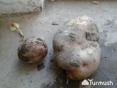 Картофель (Solanum tuberosum) - PictureThis
