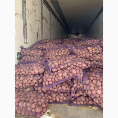 FruitNews - Казахский фермер вырастил картофелину весом 1,2 кг