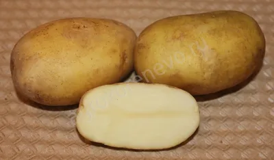Купить семенной картофель — лучшие сорта на посадку из Голландии