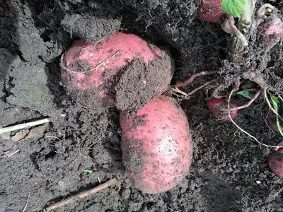 приготовленный сладкий картофель. вареная вареная батата Стоковое  Изображение - изображение насчитывающей батат, испеченных: 220621771