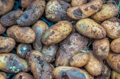 Картофель фитофтороз фото фото