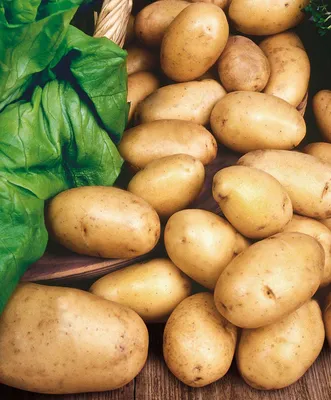 Витебщина опережает другие области по урожайности картофеля – 423 центнера  с гектара