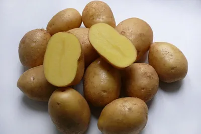 Картофель семенной Шах купить с доставкой