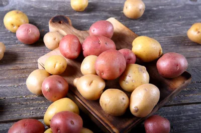 Картофель Фрителла | Сорта картофеля