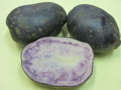 Картофель Фиолетовый 1 кг семенной – купить в питомнике \"КСП\" с доставкой  по России
