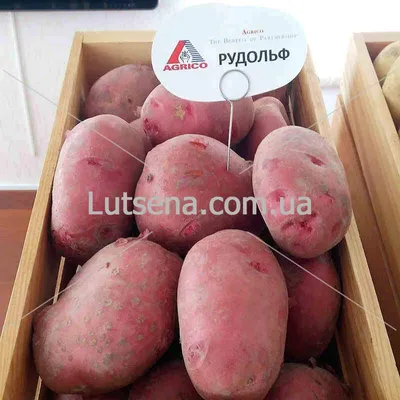 Как правильно выбрать качественный картофель | Управления Роспотребнадзора  по Рязанской области