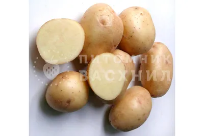Семенной картофель Алюэтт (1 репродукция) купить в Украине | Веснодар