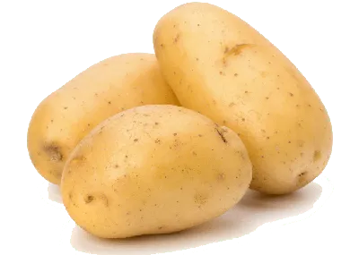Картофель Гала купить по цене производителя, каталог картофеля Гала