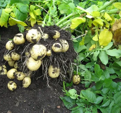 Сорт картофеля Гала: характеристики и особенности выращивания | German  Baturin | Дзен
