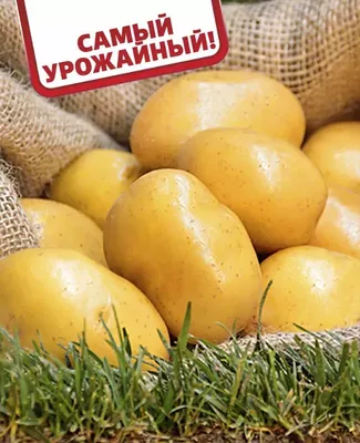 Купить Картофель Гала от Питомник Семена.ру, 363