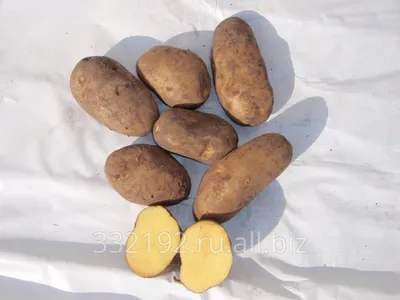 Картофель Гала