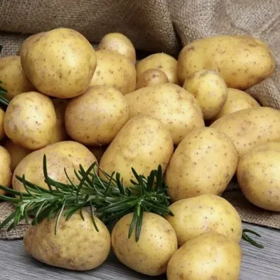 Российский семенной картофель высокого качества! — Журнал \"Картофельная  Система\"