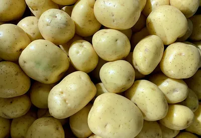 Обзор лучших сортов картофеля: самые вкусные и урожайные - Алекс Фрут