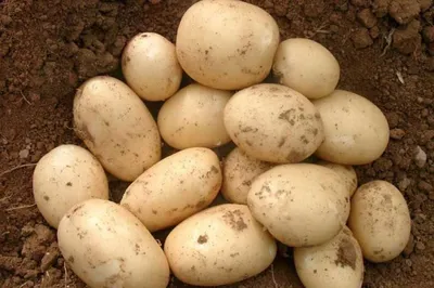 Картофель Гала фермерский ~5 кг - купить с доставкой на дом в СберМаркет