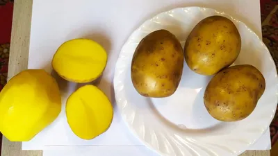 Картофель сорт Гала - «Картофель Гала обосновался в нашем огороде! Описание  сорта, характеристики, вкусовые качества. Фото» | отзывы