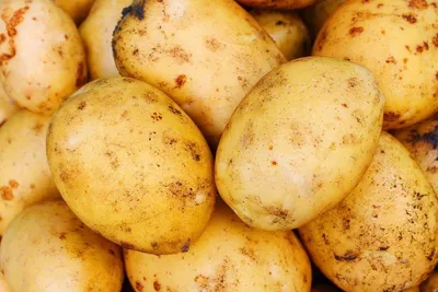 Купить Семенной картофель класса Супер элита Голубизна 2 кг (+-5%) за 160  руб. почтой | «Сад-Эксперт» – Семенной картофель