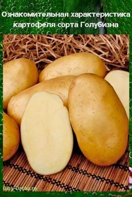 Характеристика картофеля Голубизна - урожайность, сроки посадки