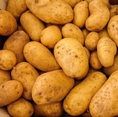 🌱 Картофель Семенной Ариэль по цене от 430 руб: картофель - купить в  Москве с доставкой - интернет-магазин Все Сорта