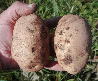 Картофель Голубизна | Сорта картофеля