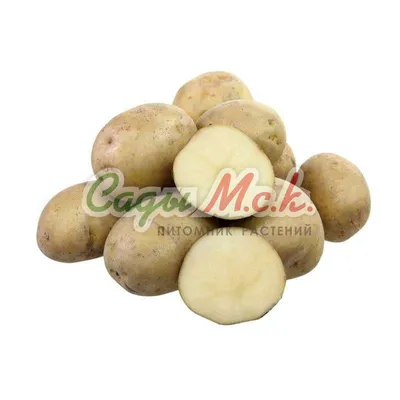 Картофель семенной Голубизна - купить по низкой цене с доставкой