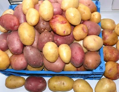 Сарпо Голубой Дунай картофель, Sarpo Blue Danube, комплект 10 клубней |  Favseeds.ru интернет-магазин редких растений