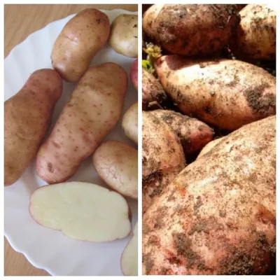 Картофель посадочный поздний сорт Голубизна в сетке 5 кг. Купить недорого.  Посадка картофеля. Урожайный картофель