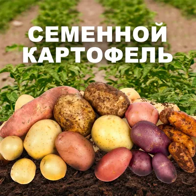 Картофель Голубизна 1 кг семенной – купить в питомнике \"КСП\" с доставкой по  России