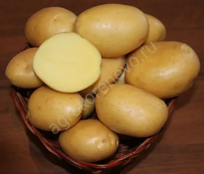 Сравниваем картофель Голубой дунай и Финская - YouTube