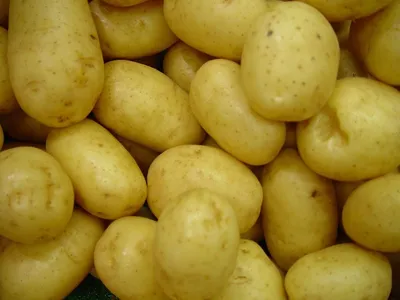 Идём сажать картошку. Семенной материал по всем правилам | Огород | Дача |  Аргументы и Факты