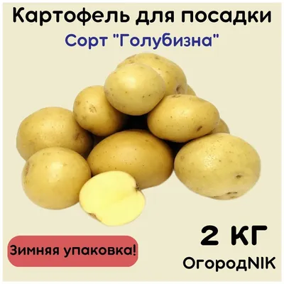 Картофель семенной \"Голубизна\" — купить в интернет-магазине по низкой цене  на Яндекс Маркете