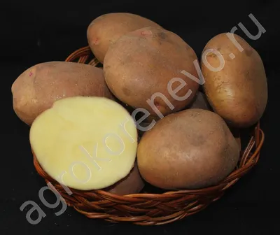 Купить Семенной картофель класса супер элита Ильинский 2 кг (+-5%) за 160  руб. почтой | «Сад-Эксперт» – Семенной картофель