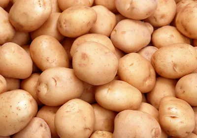 Купить Семенной картофель класса элита Фаворит 2 кг (+-5%) за 200 руб.  почтой | «Сад-Эксперт» – Семенной картофель