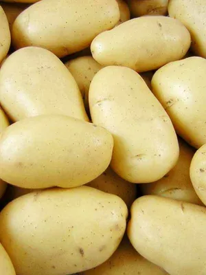 Семенной картофель Гранада среднеспелый 1 кг купить в Украине с доставкой |  Цена в Svitroslyn.ua