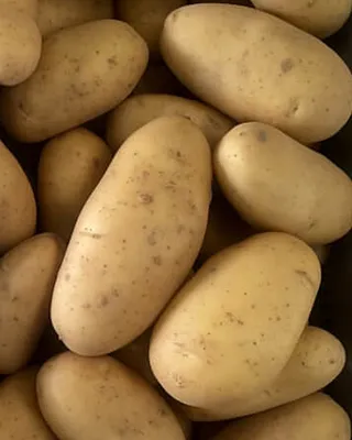Картошка Гранада белая купить онлайн | заказать в магазине VARUS