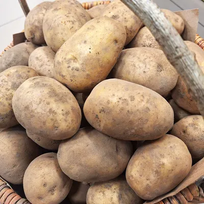 Семенной картофель Гранада, Германия, 1я репродукция (ID#1117587739), цена:  27.01 ₴, купить на Prom.ua