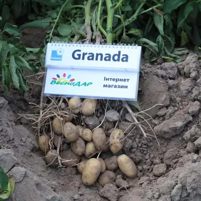 Картофель Гранада - заказать лучшие с METRO
