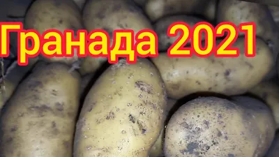 Семенной картофель Гранада (1 репродукция) купить в Украине | Веснодар