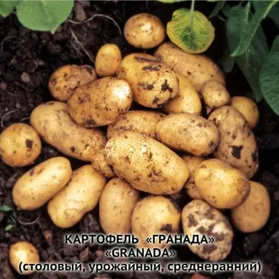 Клубни картофеля «Гранада», ТМ «ЧерниговЭлитКартофель» - 17 кг  (мешок/сетка) купить недорого в интернет-магазине семян OGOROD.ua