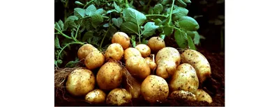Картофель семенной Киранда (суперранний), 3кг