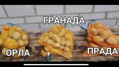 Картофель семенной Лорх – купить семенной картофель в интернет-магазине  Лафа с доставкой по Москве, Московской области и России