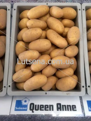 Семенной картофель Рудольф, Голландия купить - Компания ФОРСАГРО