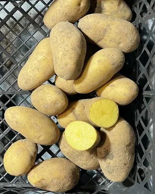 Семенной картофель Нектар 20кг, Голландия купить - Компания ФОРСАГРО