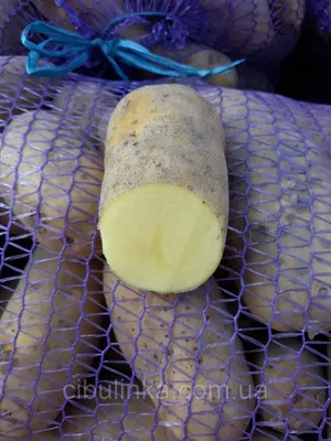 Семенной картофель Доната - купить в Украине — интернет-магазин СолнцеСад