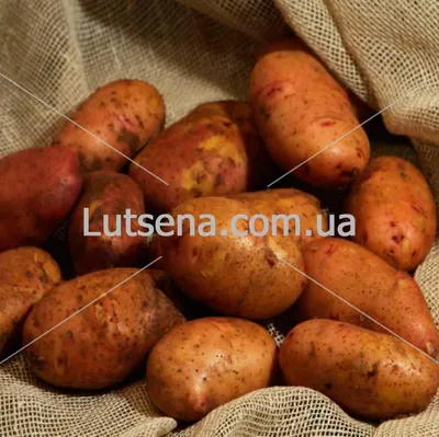 Картопля / картошка ГРАНАДА: 7 грн. - Продукты питания / напитки Нежин на  Olx