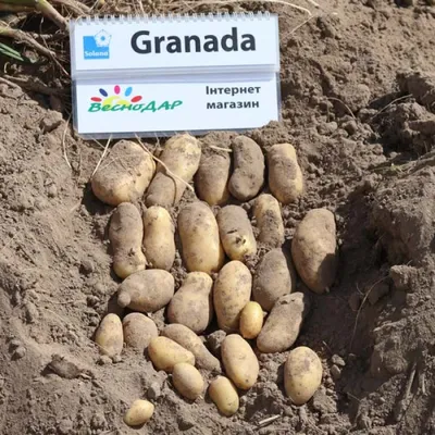 Картофель Гранада (Granada) | Сорта картофеля