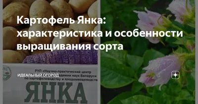 Картофель Янка: характеристика и особенности выращивания сорта | Идеальный  огород | Дзен