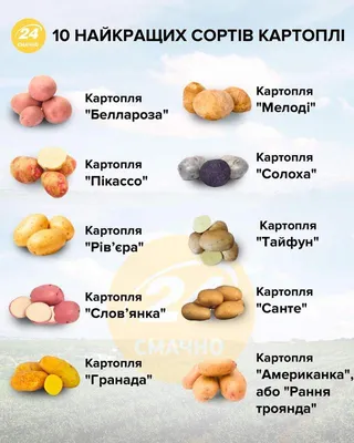 Картофель Янка 5+ из Беларуси, в наличии на складе, в Санкт-Петербурге —  Agro-Russia