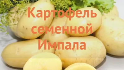 Семенной картофель \"Импала\", 25 кг +/- 10%, СуперЭлита (5573366) - Купить  по цене от 2 128.00 руб. | Интернет магазин SIMA-LAND.RU