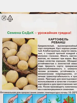 В Стародубском округе убирают ранний картофель